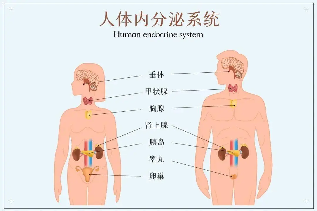 手术/放疗后，建议查一下内分泌，目前数据还在收集中